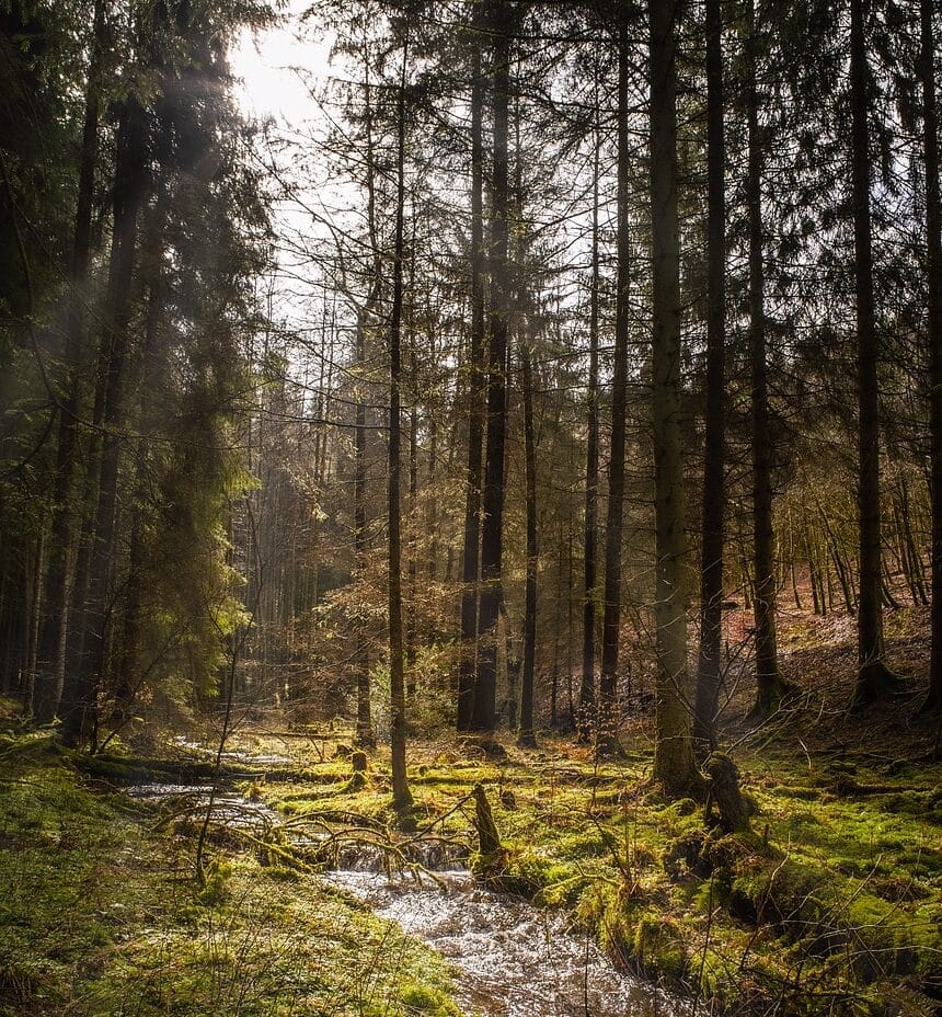 forest, landscape, river, nature, hike, forest, forest, forest, forest, forest, river